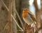 Red Robin Erithacus rubecula, small posing bird.