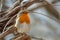 Red Robin Erithacus rubecula, small posing bird.