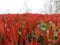 Red robin hedge