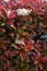 Red robin Japanese photinia flowers