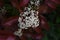 Red robin Japanese photinia flowers