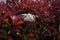 Red robin Japanese photinia flowers