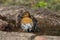 Red robin sitting in a birdbath