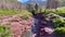 Red Rock Canyon in Waterton Lakes National Park in Alberta Canada