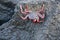 Red rock crab with burning eyes