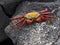The red rock crab, Grapsus grapsus, is very abundant in the galapagos. Santa Cruz Island in Galapagos National Park, Equador