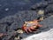 The red rock crab, Grapsus grapsus, is very abundant in the galapagos. Santa Cruz Island in Galapagos National Park, Equador