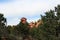 Red rock formations rising from behind a row of pine trees on the Siamese Twins Trail in Colorado