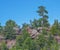 Red rock and Ponderosa Pine trees in beautiful Ashley National Forest, Utah