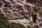 Red rock wall of ravine with green moss closeup