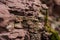 Red rock wall of ravine with green moss closeup