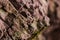 Red rock wall of ravine with green moss closeup