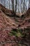 Red Rock walls of ravine with trees on the top