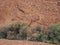 Red Rocks and Acacia Tree, Red Centre, Australia