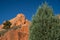 Red Rocks Open Space in Colorado Springs - focus on pine tree, red rocks blurred