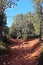 The red rocky, dirt path lined with evergreen trees and shrubs on the Brins Mesa Trail in Sedona, Arizona
