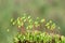 Red roof moss sporangium on green background