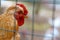 Red rooster behind the wire mesh in the chicken coop. Chickens on the farm, rural scene...Rooster head close up. Big and beautiful