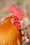 Red rooster bird in closeup