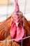 Red rooster closeup portrait of a poultry farming bird on a farm