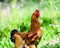 Red Rooster. Cock, rustic rural picture in sunny day