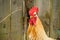 Red Rooster comb against the background of the fence