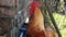 Red rooster crowing