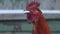 Red rooster crowing slow motion