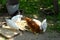 A red rooster and several white chickens pecking grain