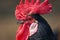 red rooster standing alone in an open area with grass in the background