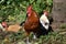 Red Rooster Vigilantly Guarding His Flock of Hens