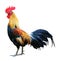 Red rooster on white background