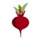 Red root vegetable with green leaves. Beetroot illustration