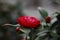 Red Rosa aurora,rose bengal camellia, japonical in full bloom with green leaf