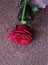 Red rose