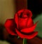 Red Rose