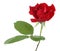 Red Rose