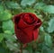 Red rose