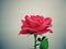 red rose against vintage background