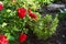 Red rose and Artemisia abrotanum