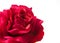 Red rose artificial isolated