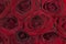 Red rose background