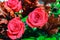 Red Rose Background Background in Vibrant