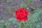 Red rose background is blurred