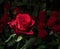 Red rose on a background of blurred bouquets of roses. Luxury roses for a gift. Greeting card