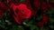 Red rose on a background of blurred bouquets of roses. Luxury roses for a gift. Greeting card with place for text