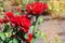 Red rose on a background  of green park. Red rose closeup on a bush in the park