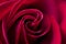 Red rose background - natural flower closeup