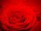 Red rose background. Romantic love greeting card