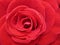 Red rose for backgrounds and design.